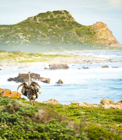 View of a dog on beach