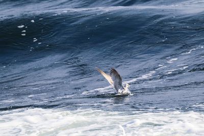 View of bird  catch fish in sea