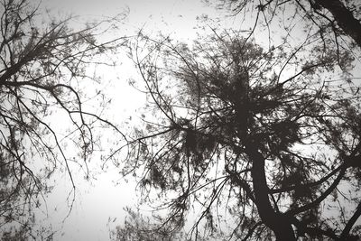 Low angle view of bare trees against sky