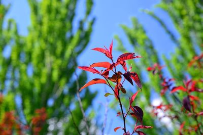 Close-up of red leaves on tree against sky