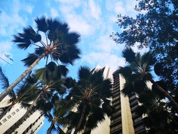 Low angle view of coconut palm tree against sky