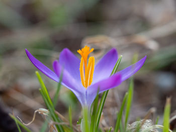 Close-up of purple crocus flower