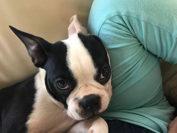 Portrait of dog relaxing on bed at home