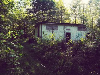 Plants growing in abandoned building