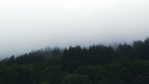 Trees in forest against sky