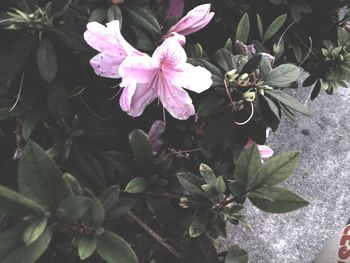 Close-up of flowers blooming outdoors