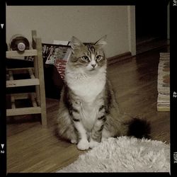 domestic cat