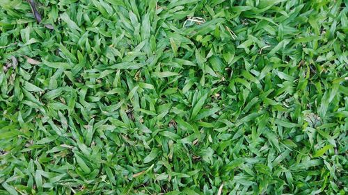 Full frame shot of plants growing on field