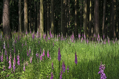 Scenic view of purple flowers growing on field