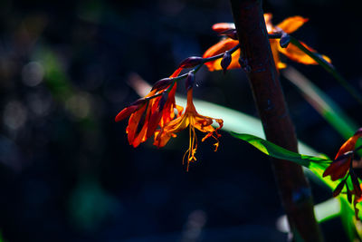 Close-up of wilted flower