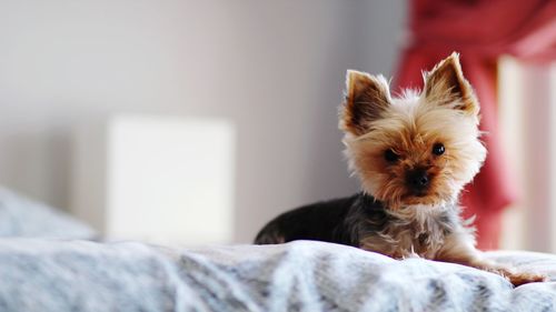 Portrait of dog relaxing on bed at home