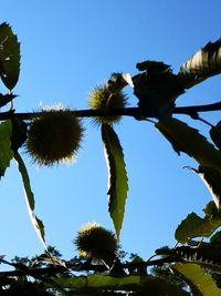 Low angle view of flowering plants against clear blue sky