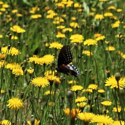 Close-up of butterfly on yellow flowers