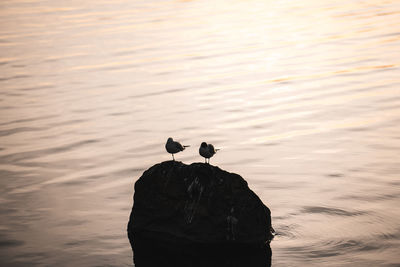 Seagull perching on rock