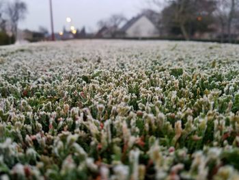 View of flowering plants on field