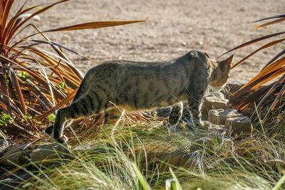 View of a cat on field