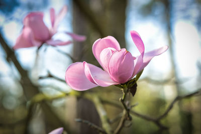 Close-up of pink flowering plant