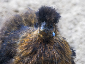 Close-up of a bird on a field