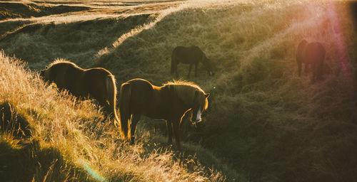 View of horse on field