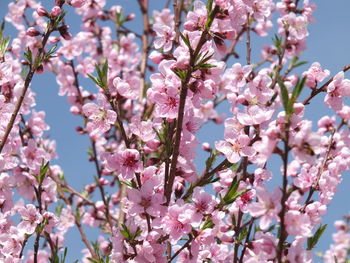 Low angle view of pink flowers blooming on tree