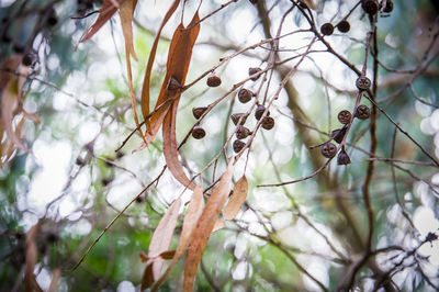 Low angle view of fruits on tree