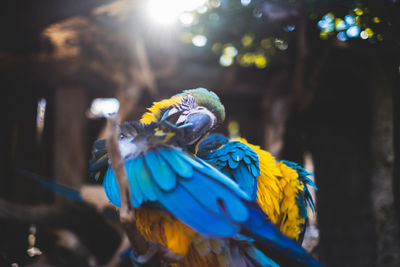 Close-up of blue parrot