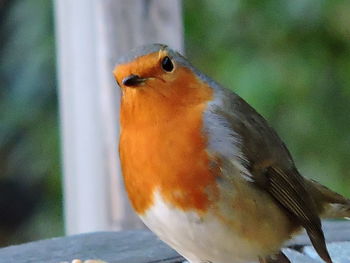 Close-up of bird perching outdoors