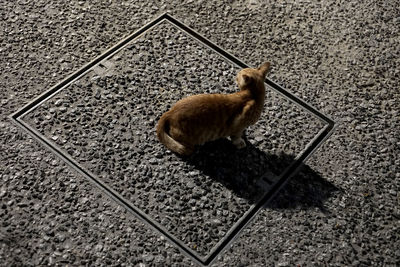 Cat on floor