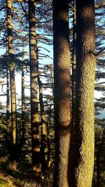 View of trees in forest