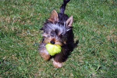 High angle view of dog with ball on field