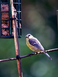 Close-up of bird perching on feeder