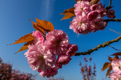 Close-up of pink cherry blossoms against sky