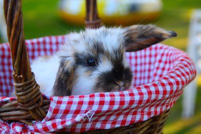 Close-up of bunny in basket