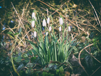 Close-up of flowers growing in field