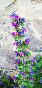 Close-up of purple flowering plant