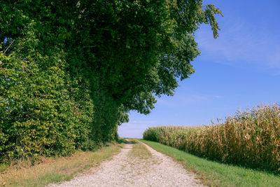 Road amidst trees on field against sky