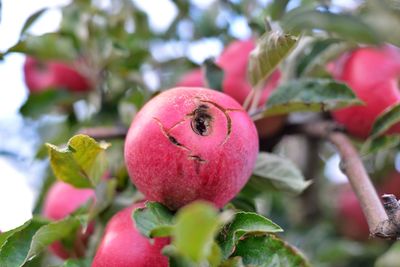 Close-up of apple growing on tree