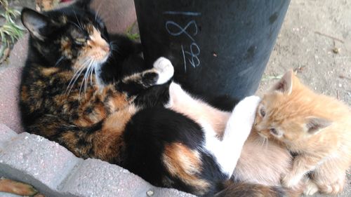 High angle view of cat sitting outdoors