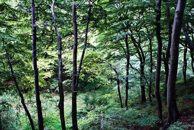Trees in forest