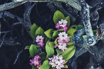 Close-up of purple flowering plant