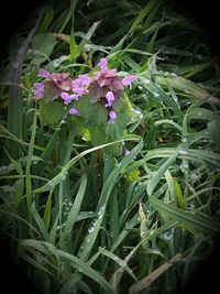 Close-up of flowers blooming outdoors