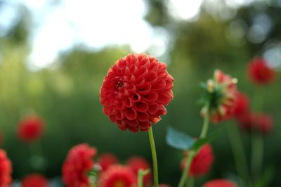 Close-up of red flowering plant in park