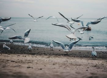 Seagulls flying over beach