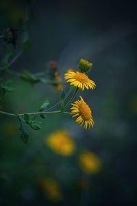 Close-up of yellow flowering plant