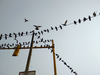 Low angle view of birds flying against sky