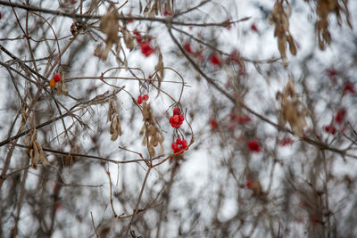 Close-up of bare tree during winter