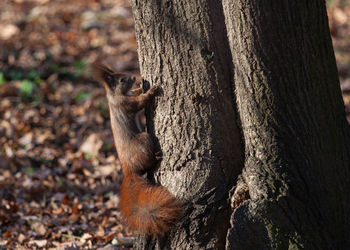 Portrait of squirrel on tree trunk
