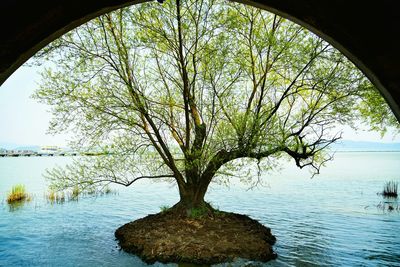 Reflection of trees in water