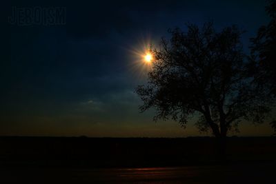 Silhouette of trees at sunset