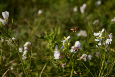 Close-up of bee pollinating flower